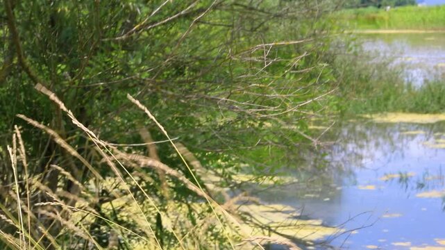 reeds in the water 3