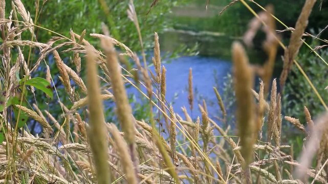 reeds in the water