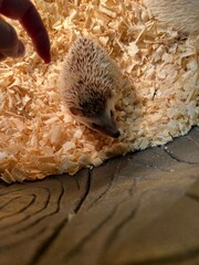 Small hedgehog walking over wood shavings next to a human hand. © Ekaterina