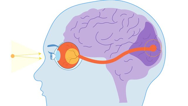 Visual Pathway From Eye To Brain Through Optic Nerve Educational Animation. Light Entering The Eye And Neural Signals Traveling Along The Optic Nerve To The Cortex, Explaining How Human Vision Works