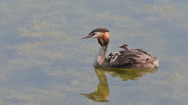 Great Crested Grebe (Podiceps cristatus) bringing a Damselfly to feed to the young chicks on the back of the other parent. July, Kent, UK [Slow motion x4]