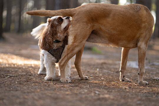 dog sniffing another dogs behind