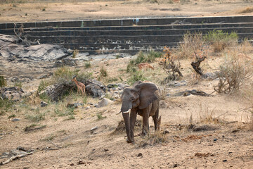 African elephant mother and young calf drinking at a waterhole in Kruger National Park, South Africa. Wildlife scene showing a family group in the African savanna. © Savory