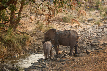 African elephant mother and young calf drinking at a waterhole in Kruger National Park, South Africa. Wildlife scene showing a family group in the African savanna. © Savory