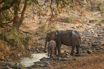 African elephant mother and young calf drinking at a waterhole in Kruger National Park, South Africa. Wildlife scene showing a family group in the African savanna. © Savory