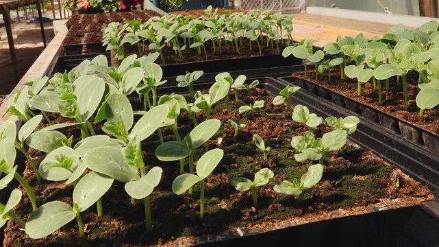 Watermelon seedlings growing in trays under sunlight, showcasing healthy plants in a greenhouse setting with rich soil and vibrant greenery