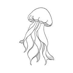 Minimalist Hand Drawn Jellyfish Line Art Illustration Icon © milami