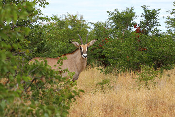 Roanantilope oder Pferdeantilope / Roan antelope / Hippotragus equinus © Ludwig