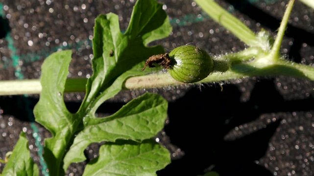 Watermelon plant showing small fruit development on vine with green leaves and textured soil in the background