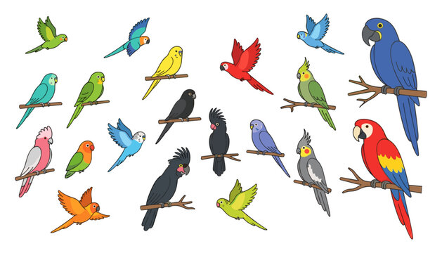 Colorful vector illustration collection of various tropical parrot species including macaws cockatiels budgies and lovebirds isolated on white background.