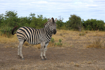 Steppenzebra / Burchell's zebra / Equus quagga burchellii © Ludwig