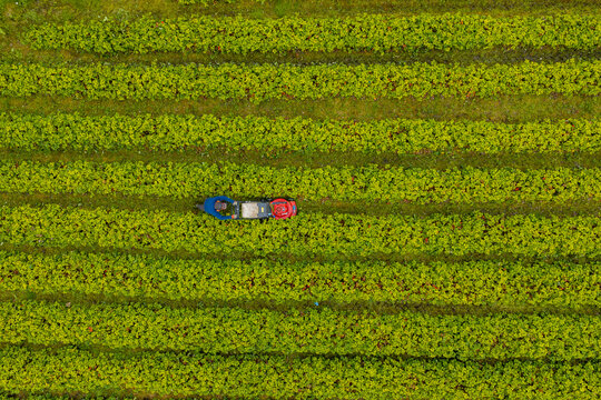 Aerial view of a worker tending to lush green strawberry rows in a field in Valldal, More og Romsdal, Norway.