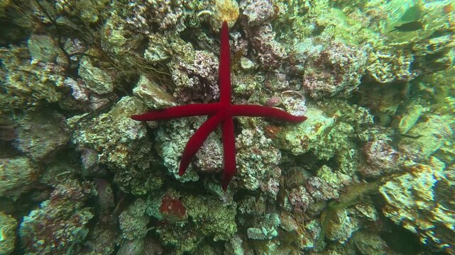 Ophidiaster ophidianus - Purple Sea Star Moving Underwater