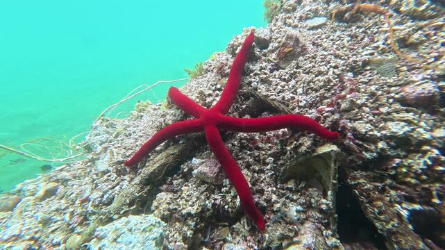 Ophidiaster ophidianus - Purple Sea Star Moving Underwater