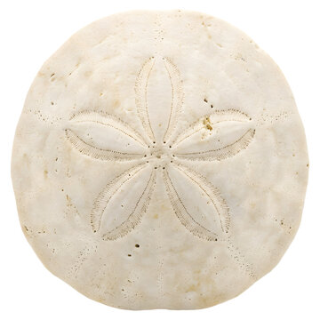 White sand dollar sea urchin skeleton with star pattern top view isolated on transparent background