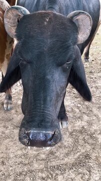 Close Up Front View of a Domestic Black Murrah Water Buffalo on a Dairy Farm