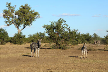 Steppenzebra / Burchell's zebra / Equus quagga burchellii © Ludwig