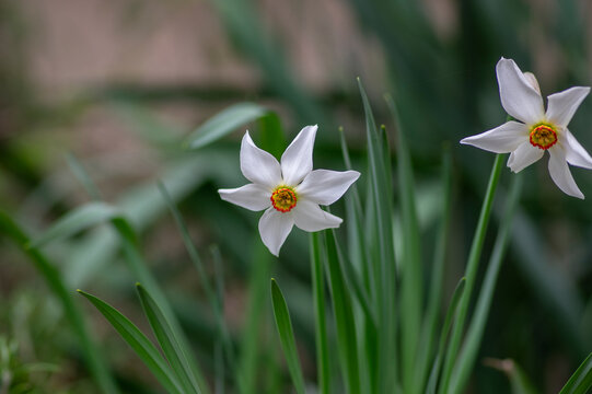 Narcissus poeticus bright white ornamental flowering plant, group of beautiful springtime flowers in the garden