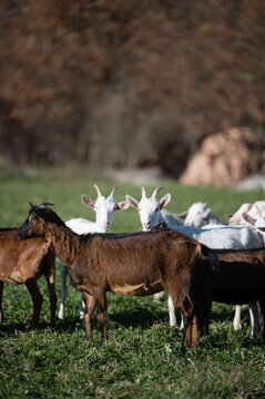 In a serene afternoon, the sun bathes a vibrant green pasture in golden light, where playful goats frolic and showcase their delightful antics