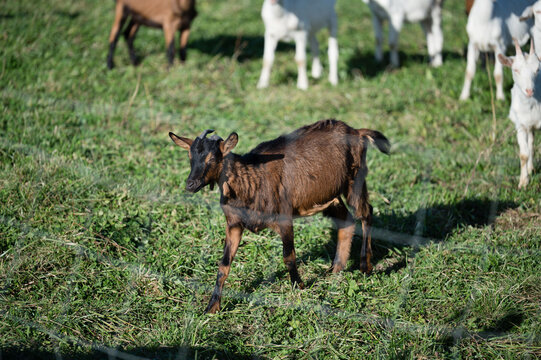 Curious kid goat exploring a vibrant green pasture surrounded by playful companions during a sunny afternoon on a peaceful farm