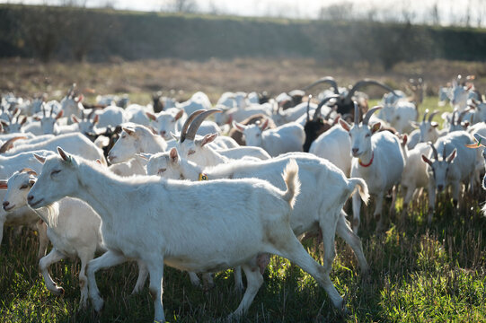 Herd of goats grazing in a sunlit pasture with lush green grass near a serene landscape during the late afternoon hours