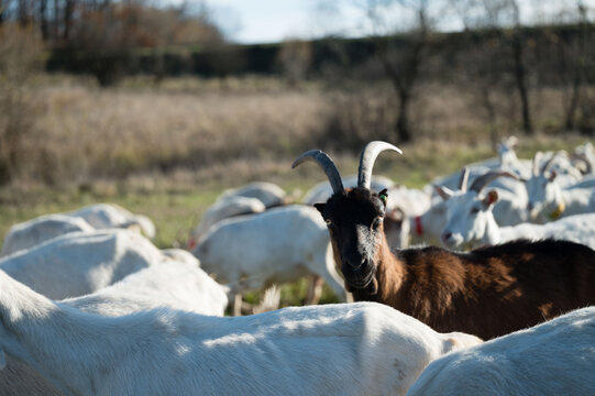 A serene herd of goats grazes peacefully in a lush, green pasture, basking in the warm sunlight of a beautiful autumn afternoon