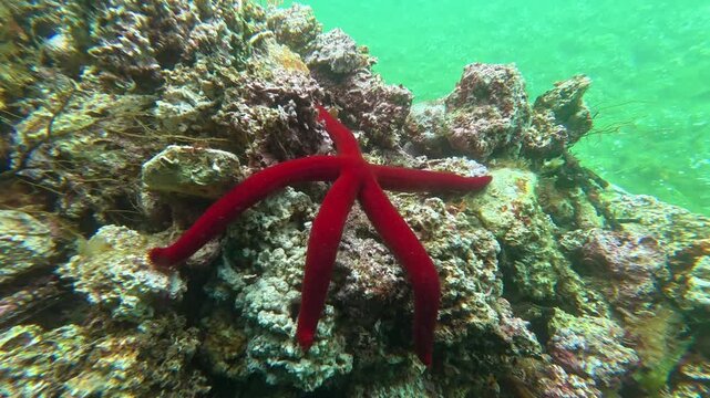 Ophidiaster ophidianus - Purple Sea Star Moving Underwater
