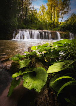 View of the waterfall at Lago di Cingoli with lush green foliage, a mossy log in the foreground, and sunlight filtering through the trees in Cingoli, Marche, Italy.
