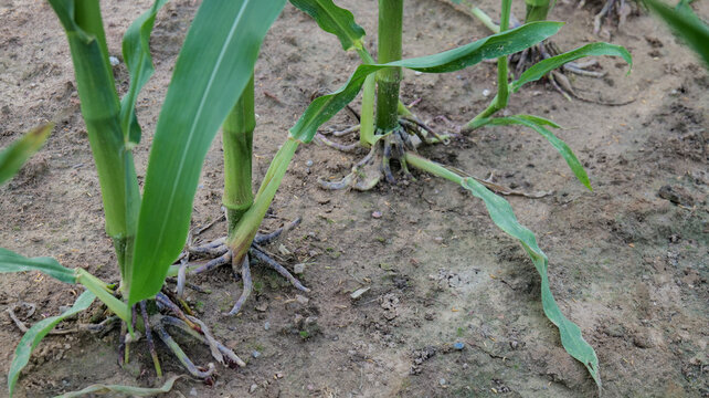 Corn stalks with visible brace roots growing in an agricultural field, showing plant structure and natural adaptation during crop development