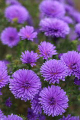 Obraz premium Beautiful purple autumn asters blooming in garden field with soft bokeh background. Concept for autumn flowers, floral background, nature photography, and botanical photo.