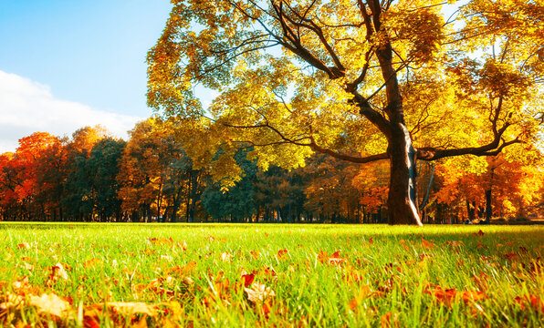 Autumn leaves among green grass and spreading autumn tree in the city park, colorful October nature background, selective focus at the leaves on the foreground