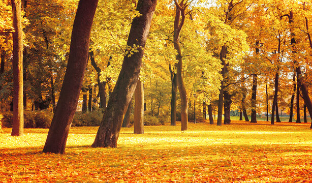 Panoramic autumn landscape - sunny October autumn park lit by bright sunlight with beautiful trees and fallen leaves covering the ground