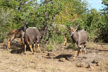 Naklejka premium Nyala / Nyala / Tragelaphus angasii