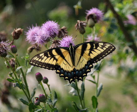 Eastern Tiger Swallowtail Butterfly on Canada Thistle