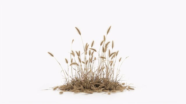 A small clump of dried golden foxtail grass isolated on a white background