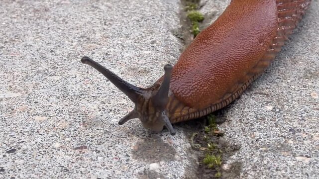 Spanish slug arion vulgaris slowly crawling close up. Brown red road slug gastropod mollusk moving with tentacles on grey concrete pavement outdoors for nature wildlife garden pest video concept.