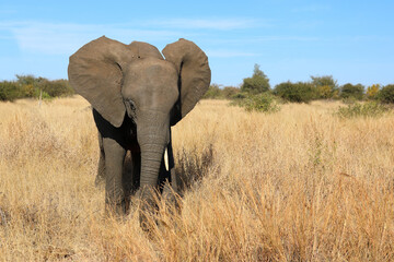Obraz premium Afrikanischer Elefant / African elephant / Loxodonta africana