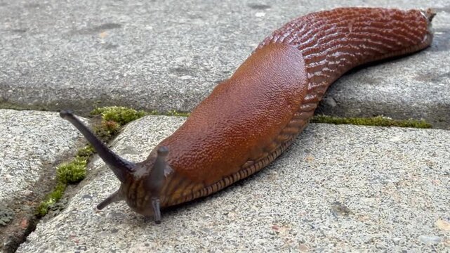 Spanish slug arion vulgaris slowly crawling close up. Brown red road slug gastropod mollusk moving with tentacles on grey concrete pavement outdoors for nature wildlife garden pest video concept.