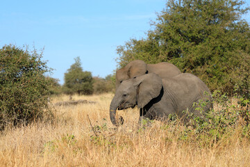 Obraz premium Afrikanischer Elefant / African elephant / Loxodonta africana