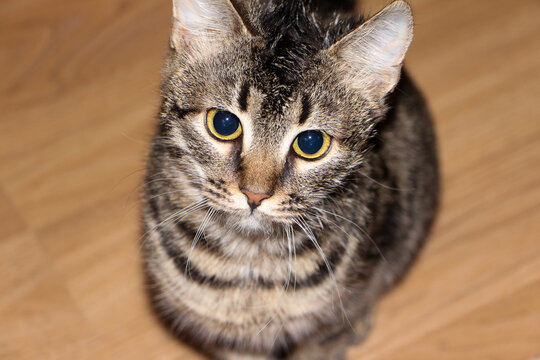 Curious cat with wide dilated pupils looking directly at the camera on a wooden floor indoors, showing expressive eyes and warm natural lighting