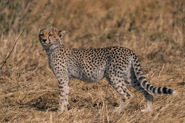 Cheetah standing and looking back over shoulder, Serengeti, Tanzania © Kia