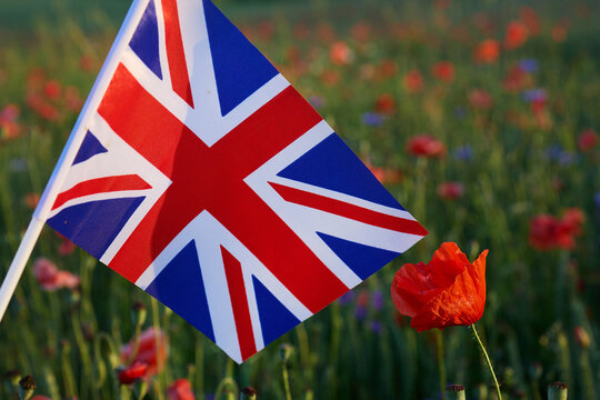 Union jack flag with poppies in a remembrance field