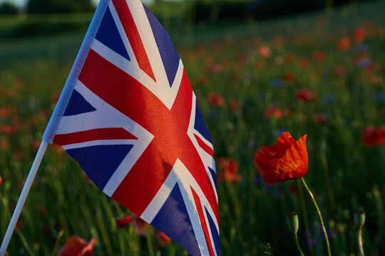 Union jack flag standing in a field of poppies