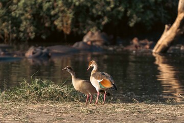 Egyptian geese standing by riverbank with hippos, Serengeti, Tanzania © Kia