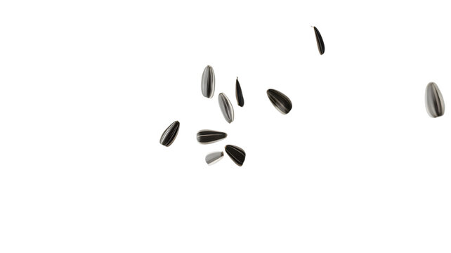 Roasted organic sunflower seeds falling through air presented in sharp studio lighting on transparent background