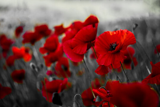 Red poppy field with selective color effect