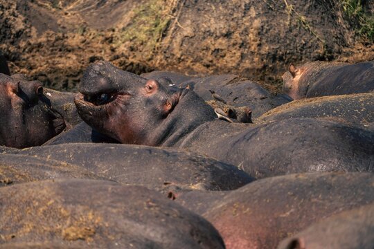 Hippos resting closely packed together, Serengeti, Tanzania