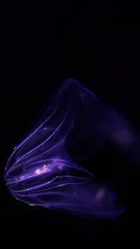 Jellyfish Warty Comb Jelly Under Purple Lighting Vertical Portrait