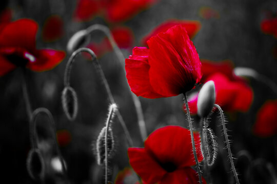 Red poppy flowers vibrant on black and white background