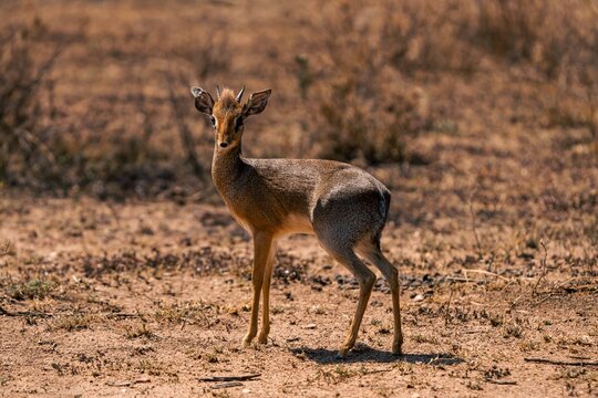 Dik-dik standing on dry savanna ground, Serengeti, Tanzania